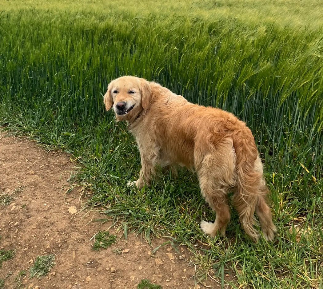 Heidi, a Daisy & Dogs client in Blockley, standing beside a barley field