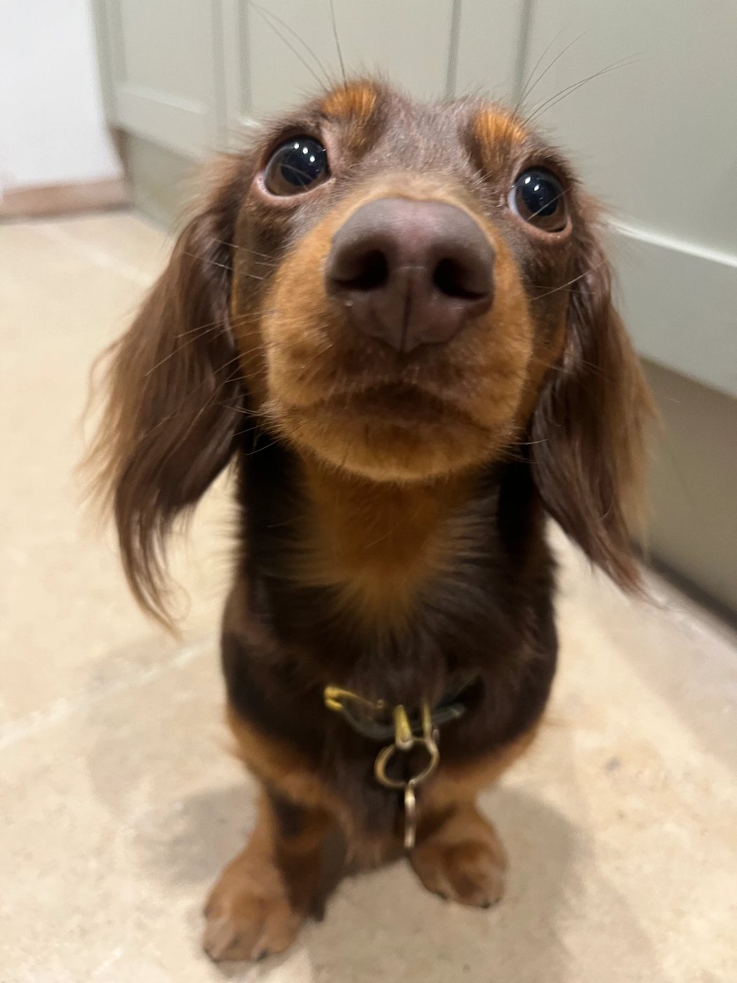 Pepper, a miniature dachshund cared for at home by Daisy & Dogs in Bledington