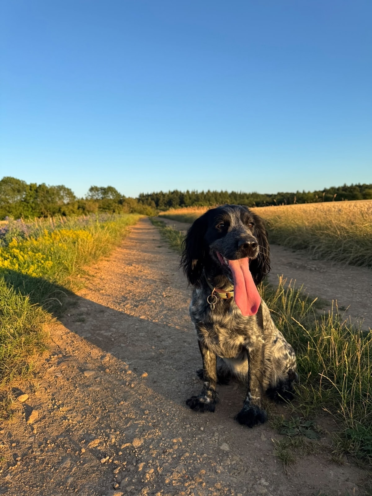 A spaniel on a Cotswolds field path at golden hour during a house sitting stay