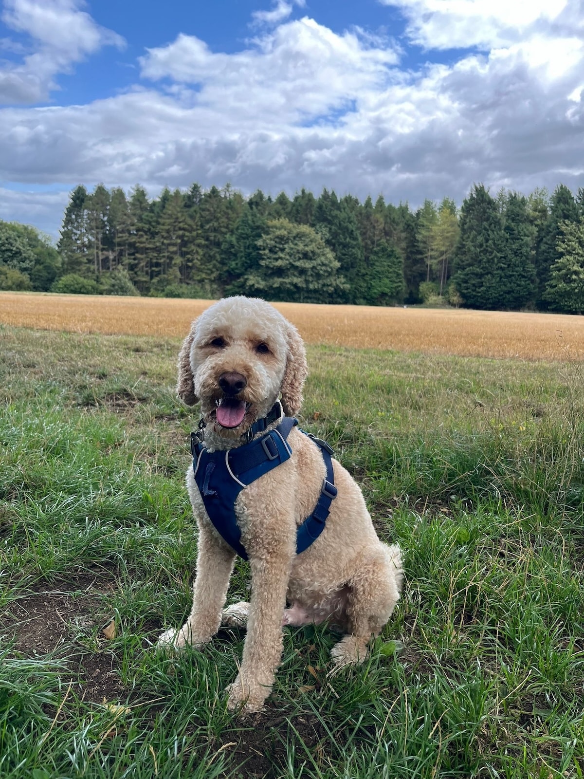 A cream cockapoo on a Cotswolds walk during a Daisy & Dogs house sitting stay